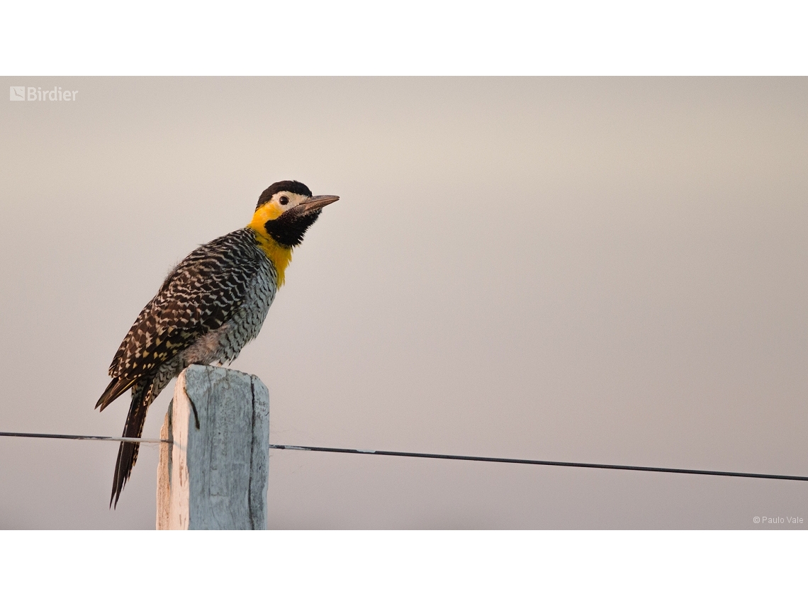 Colaptes campestris