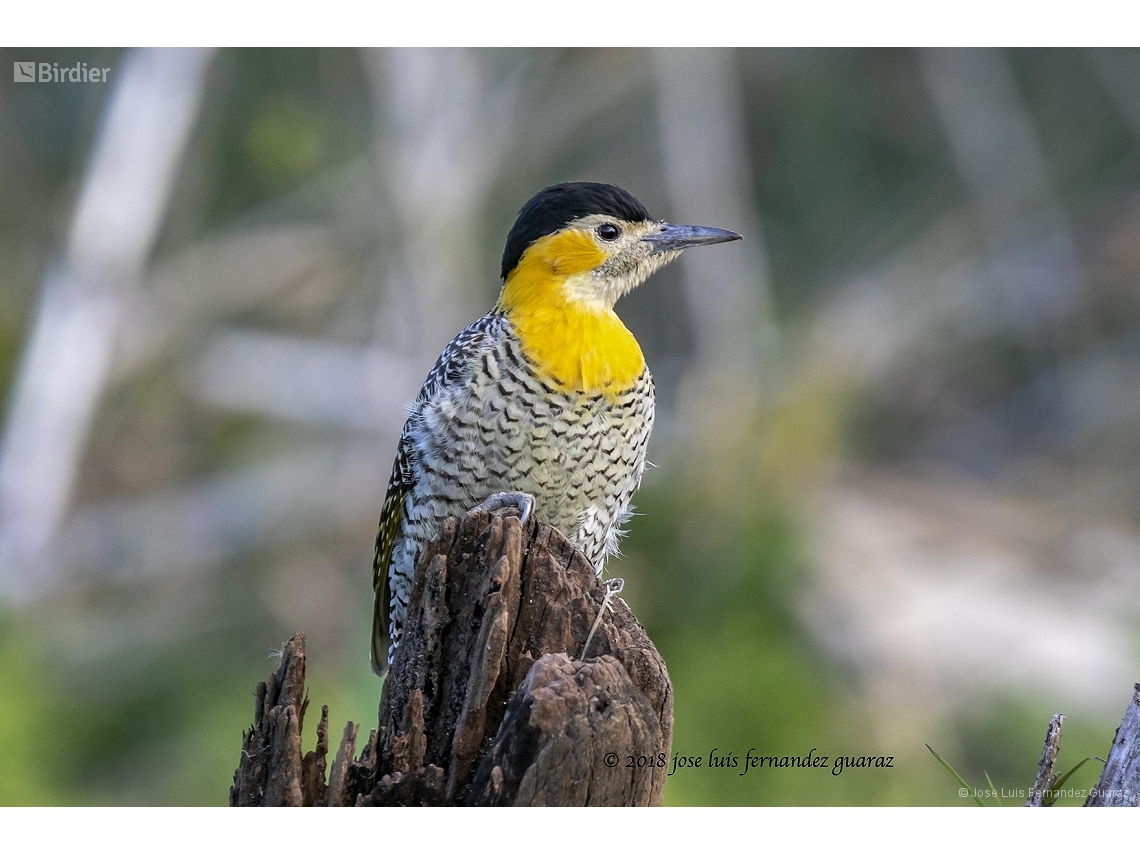 Colaptes campestris