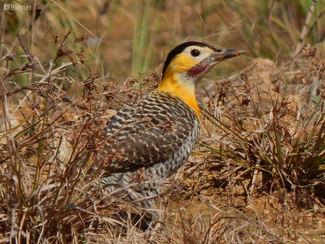 Colaptes campestris
