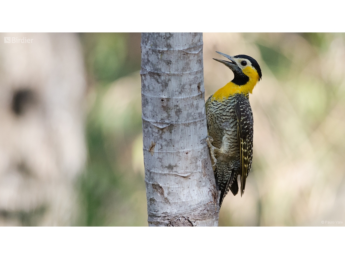 Colaptes campestris