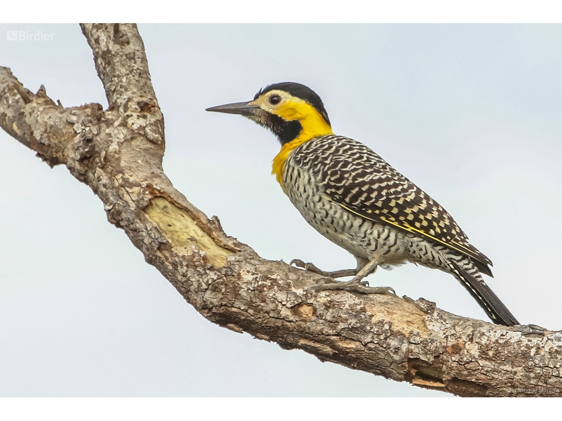 Colaptes campestris