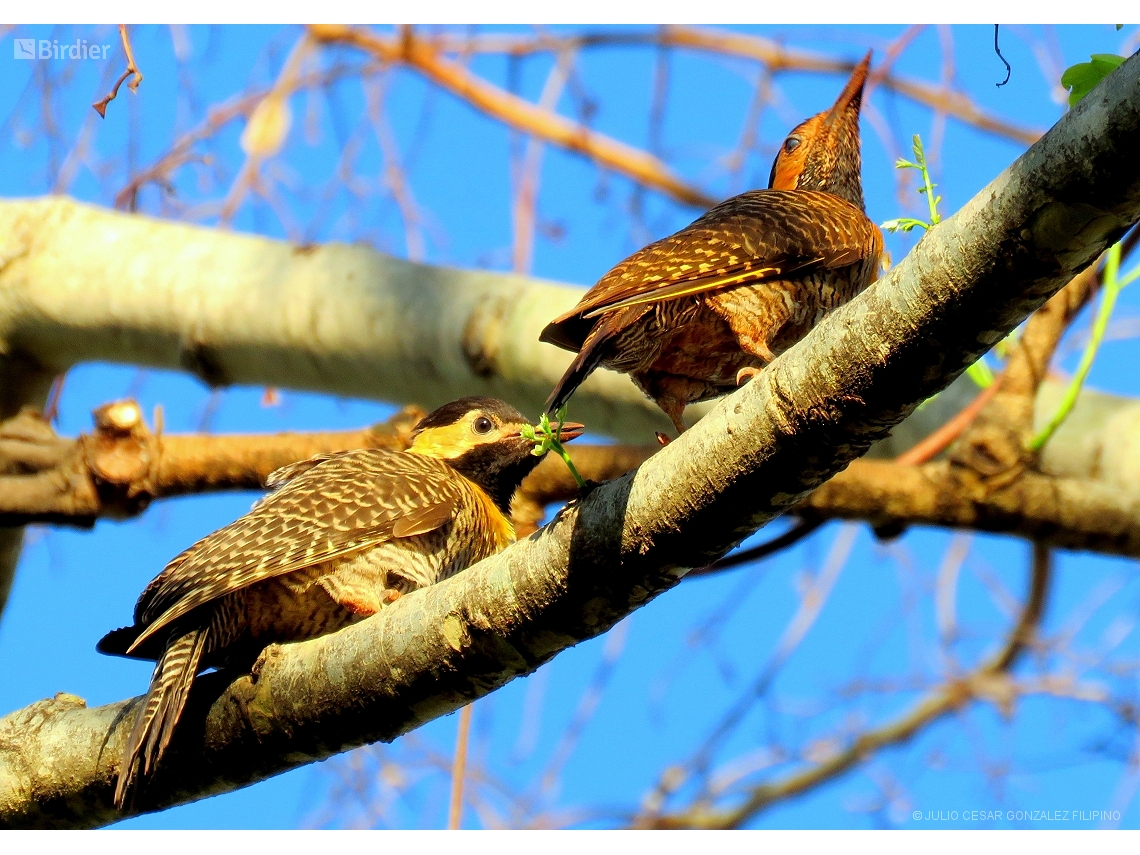 Colaptes campestris