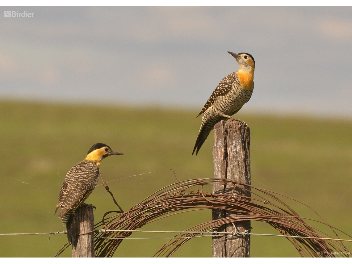 Colaptes campestris