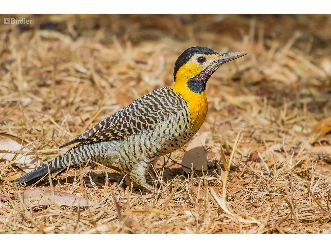 Colaptes campestris