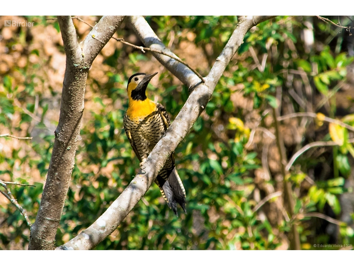 Colaptes campestris
