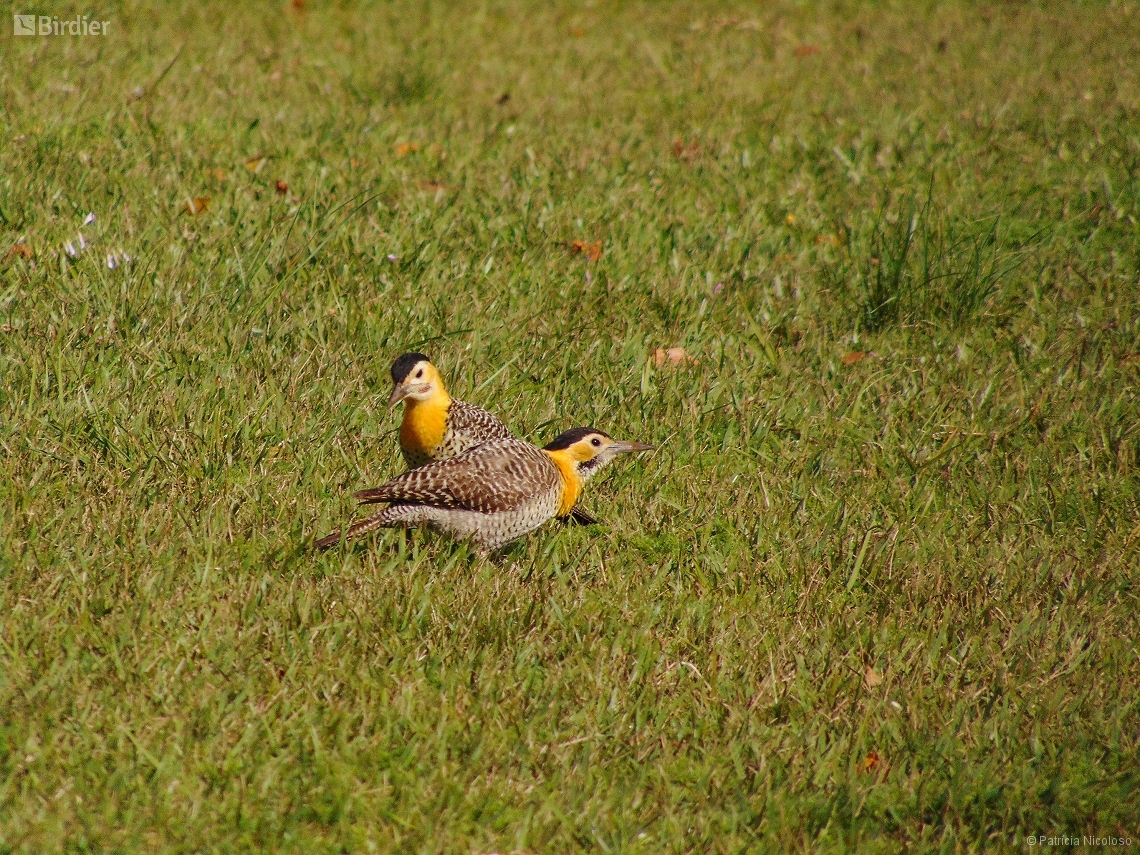 Colaptes campestris