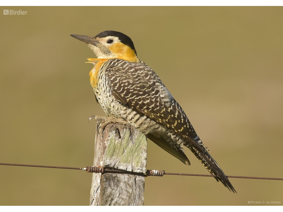 Colaptes campestris