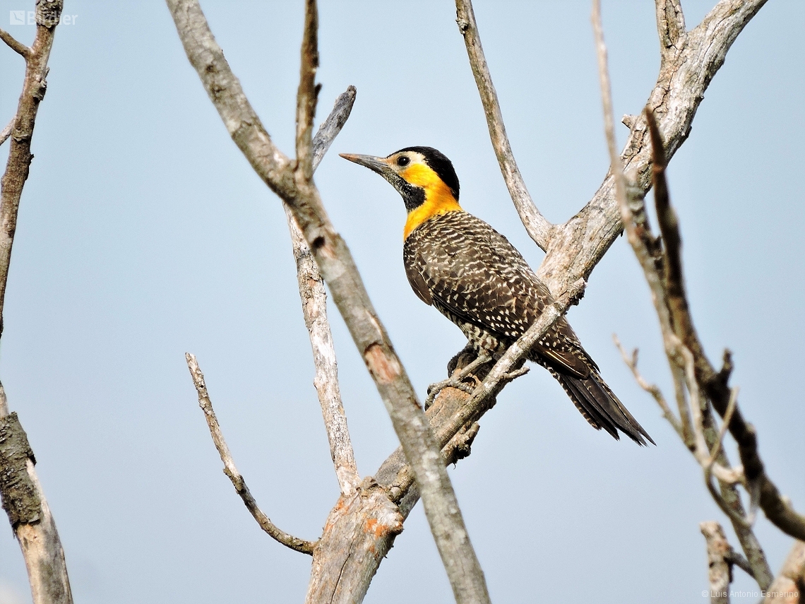 Colaptes campestris
