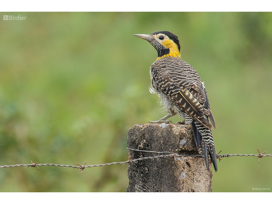 Colaptes campestris