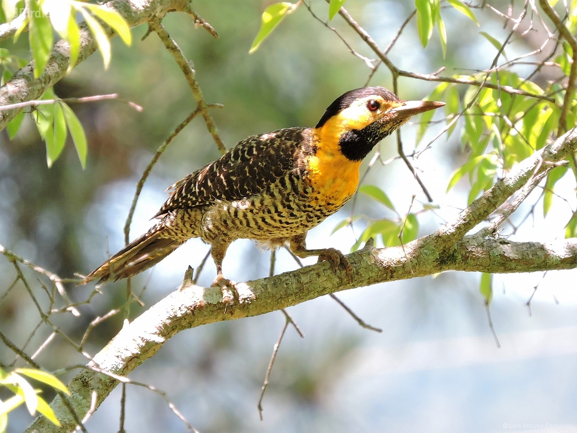 Colaptes campestris