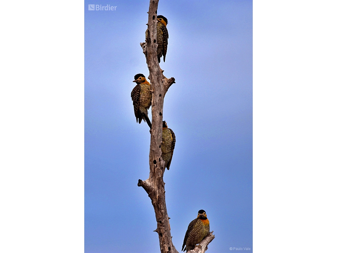 Colaptes campestris