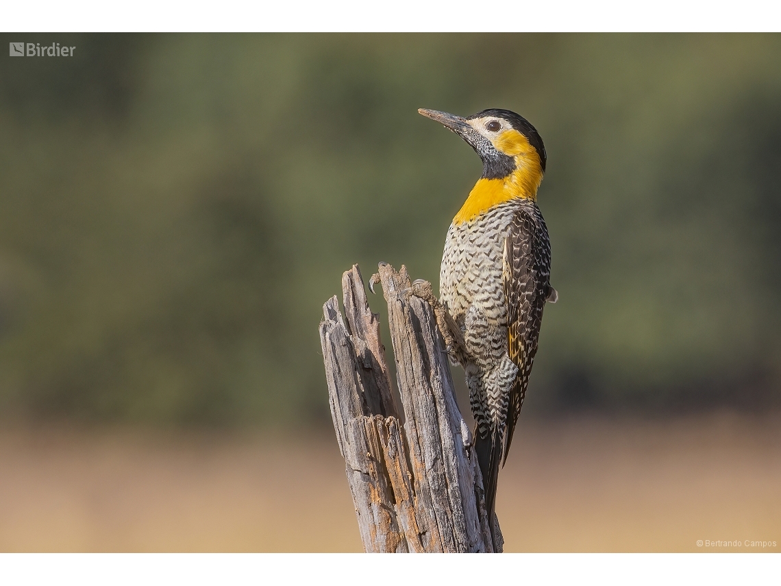 Colaptes campestris