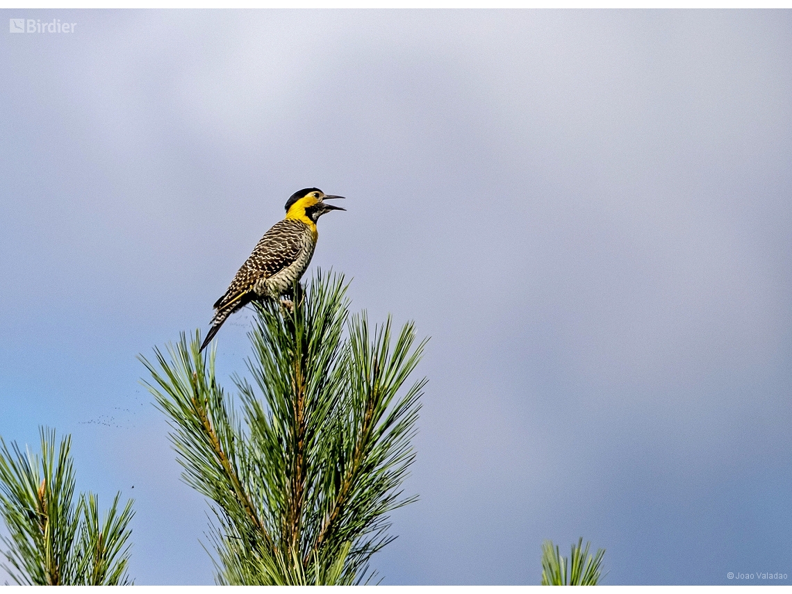 Colaptes campestris