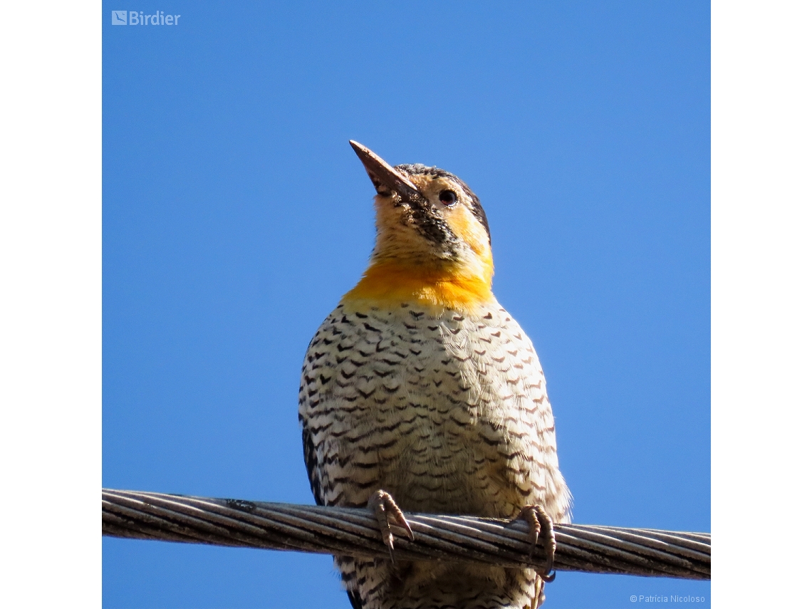 Colaptes campestris