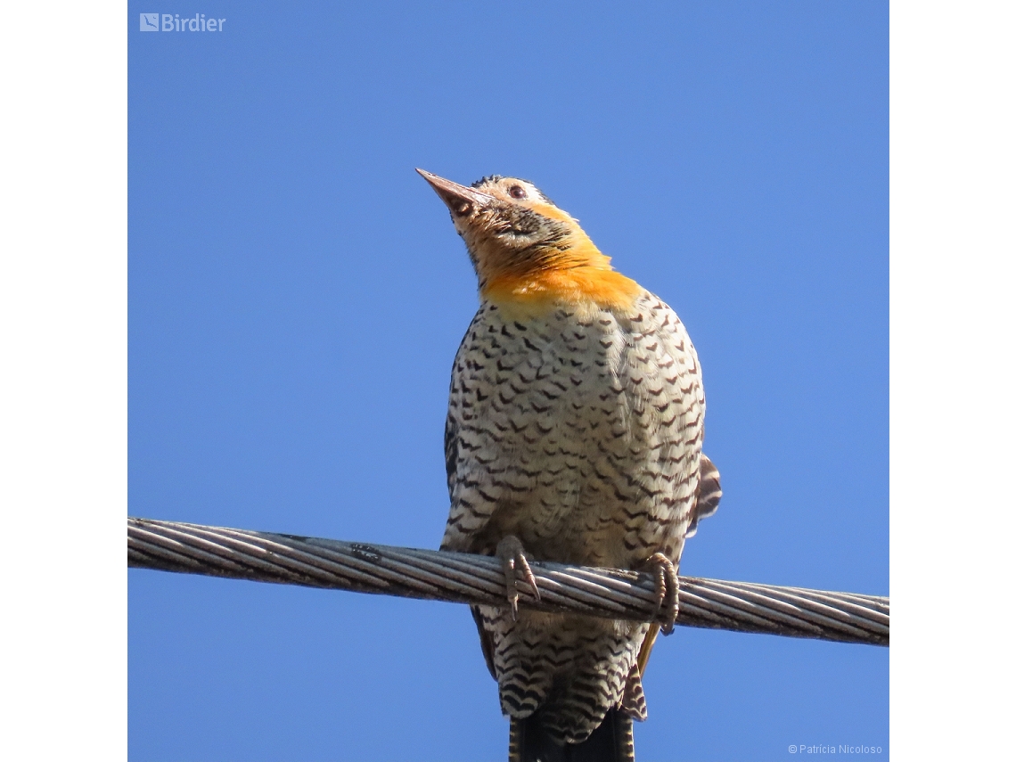 Colaptes campestris