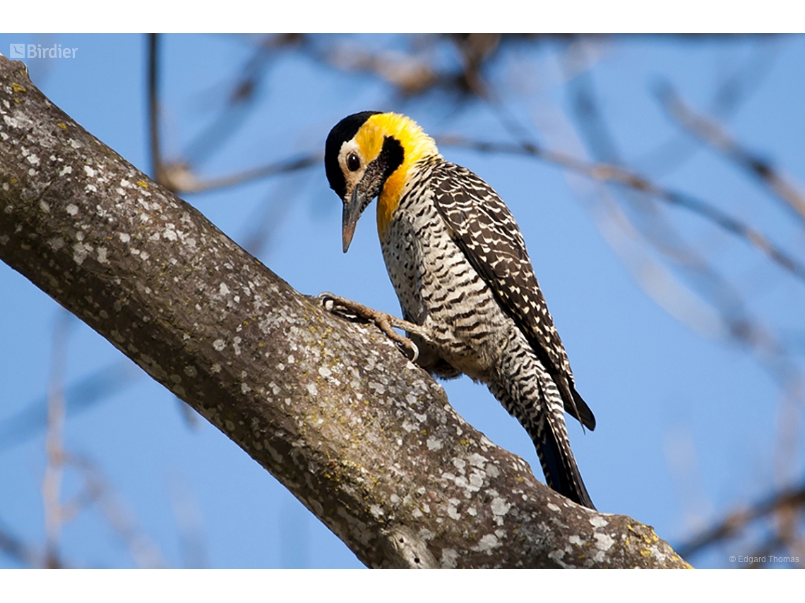 Colaptes campestris