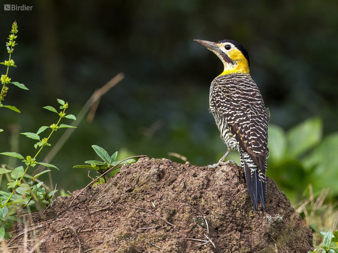 Colaptes campestris