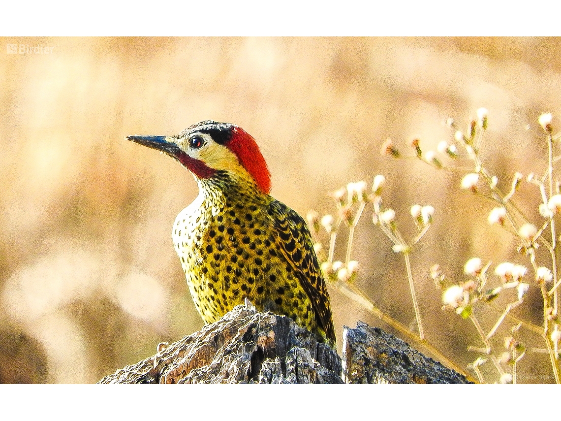 Colaptes melanochloros