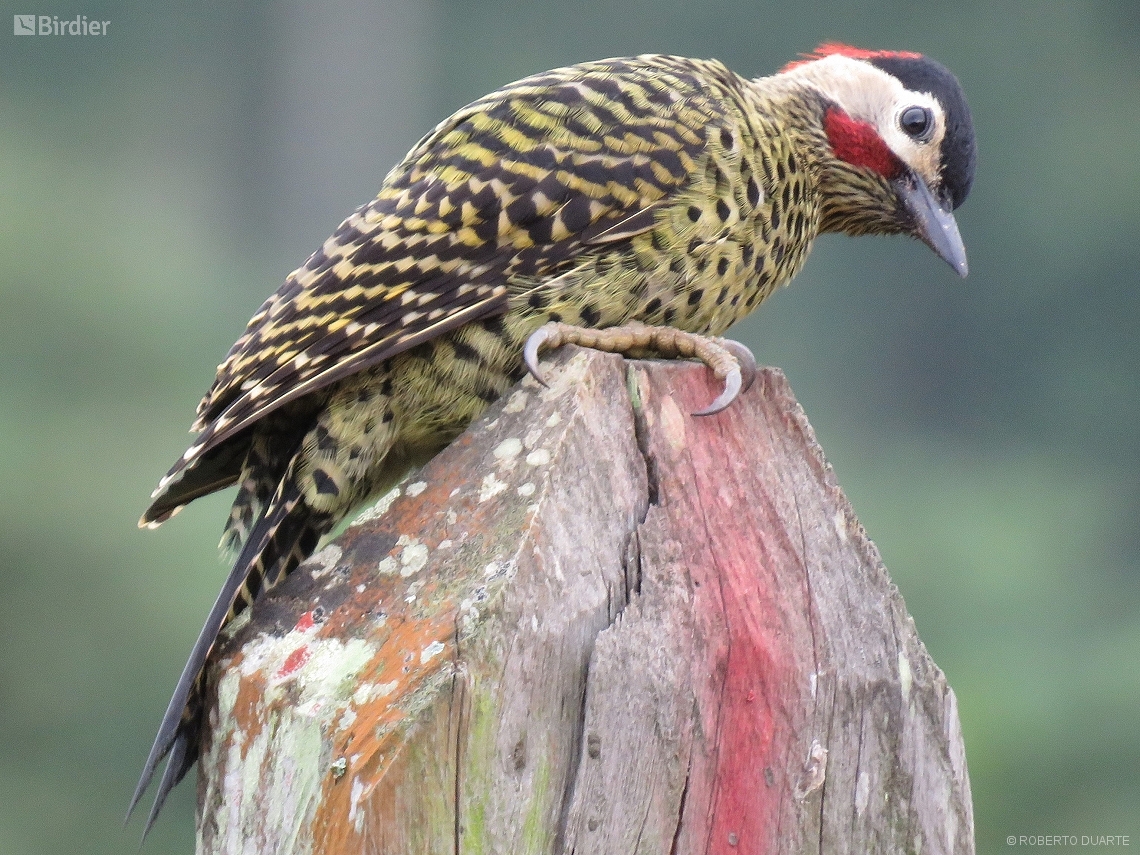 Colaptes melanochloros