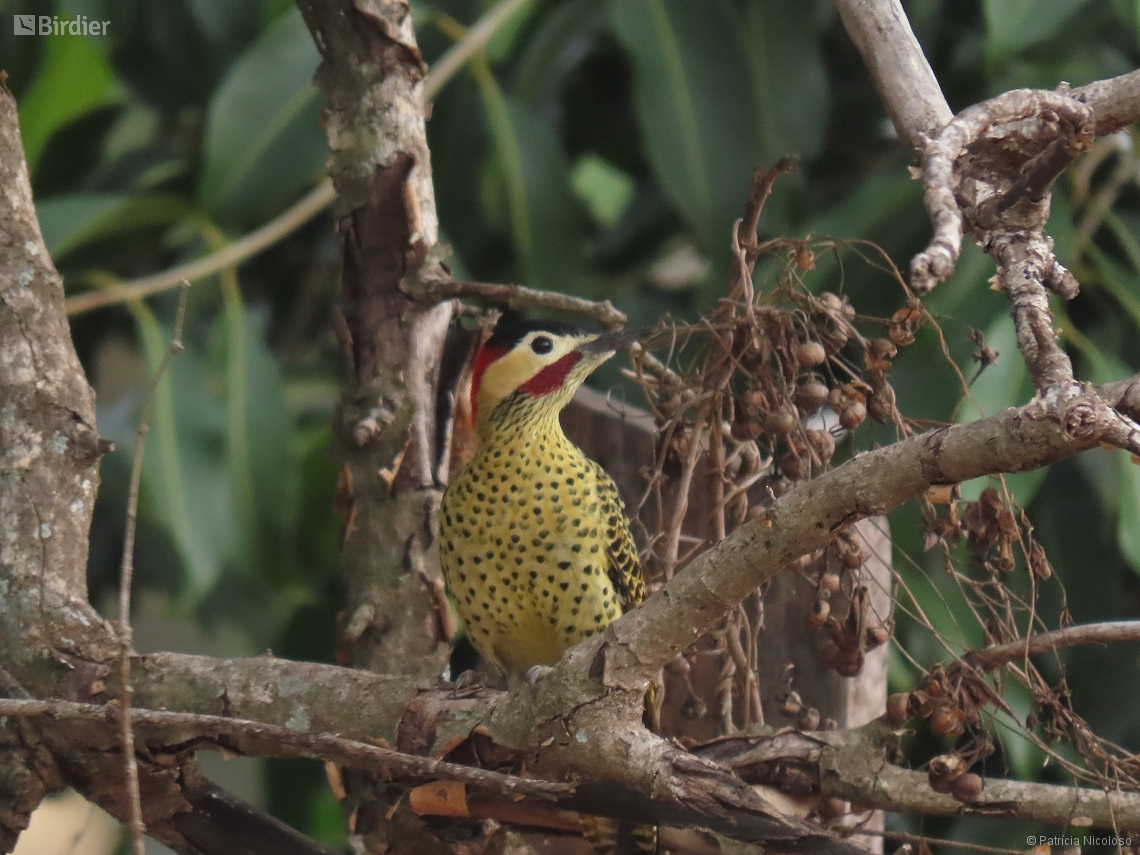 Colaptes melanochloros