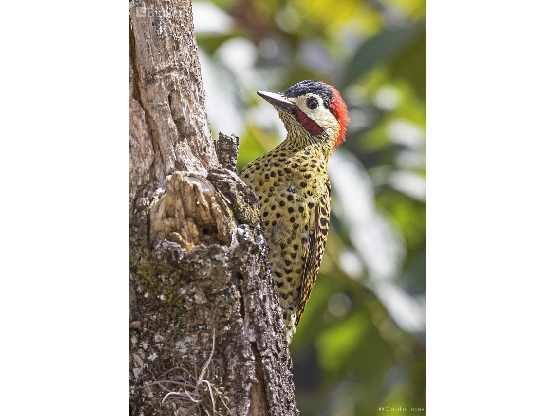 Colaptes melanochloros