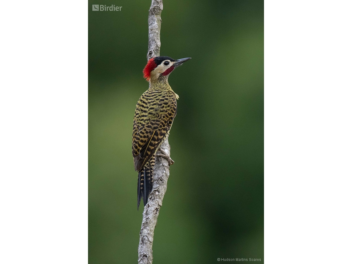 Colaptes melanochloros