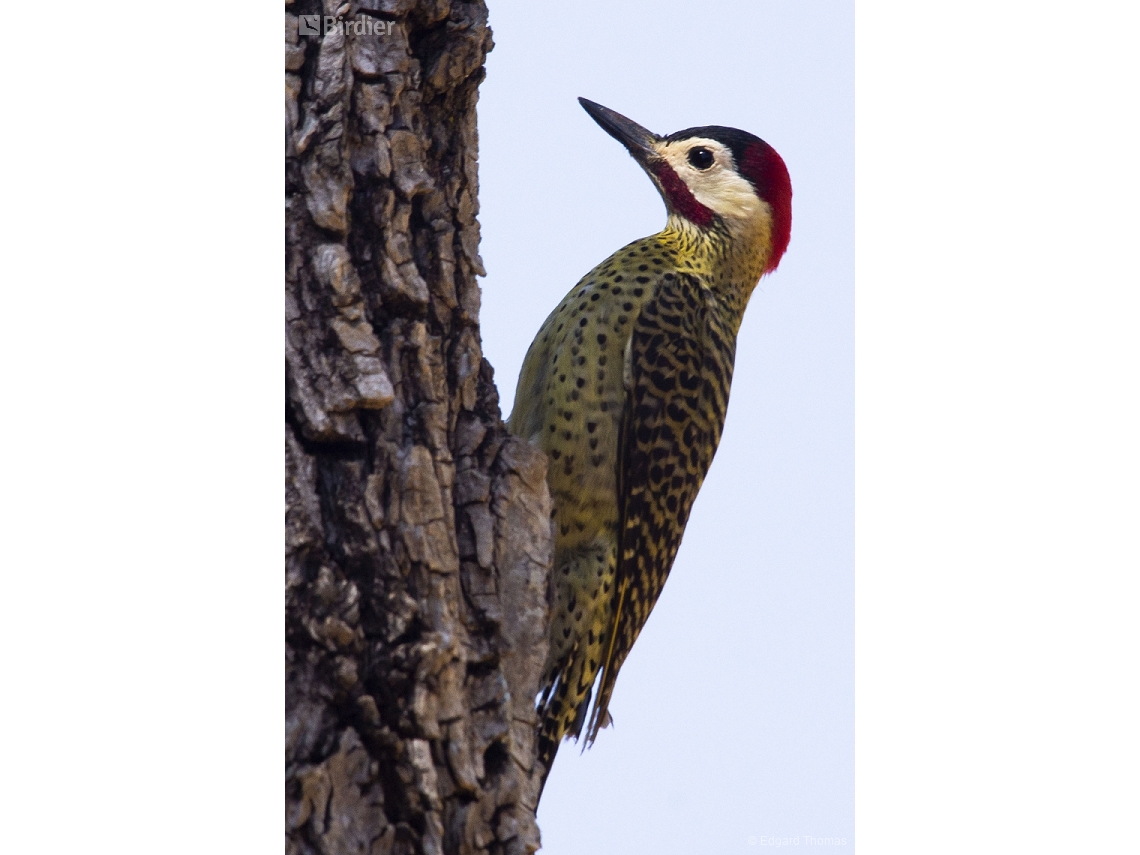 Colaptes melanochloros