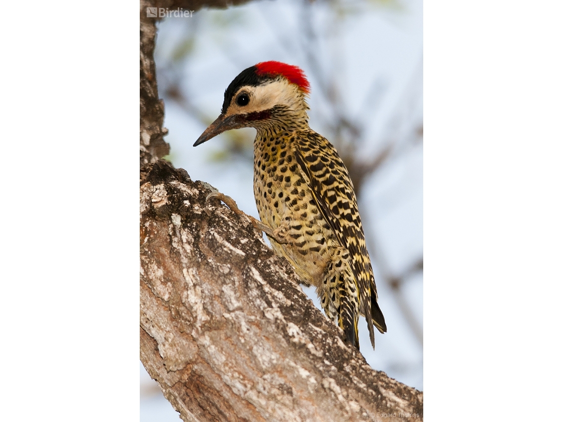 Colaptes melanochloros