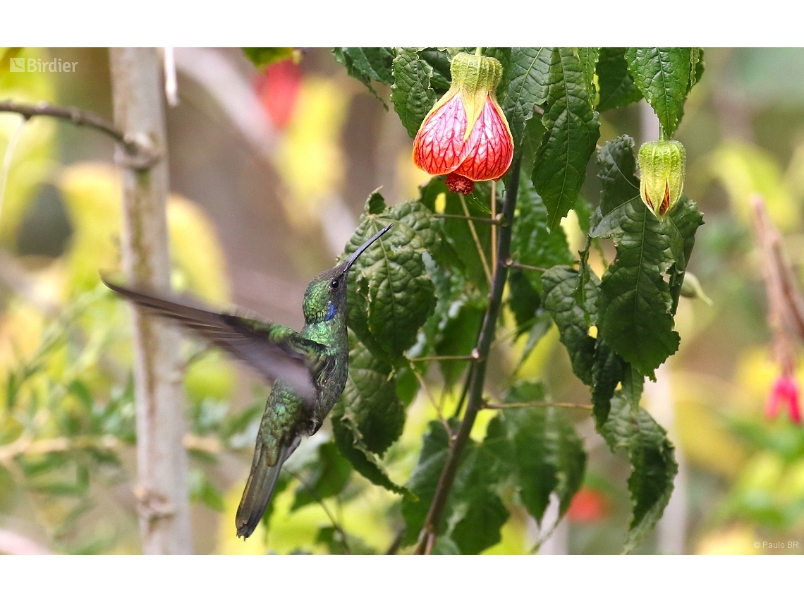 Colibri cyanotus