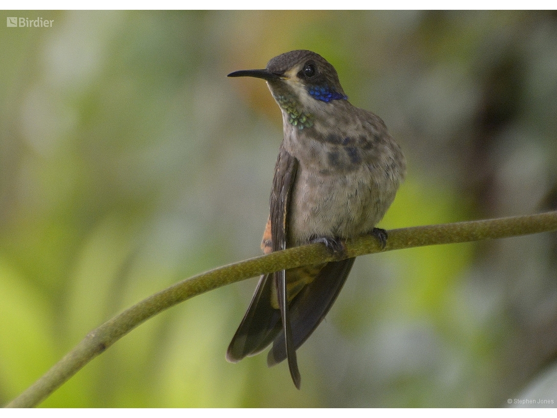 Colibri delphinae