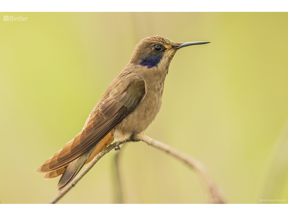 Colibri delphinae