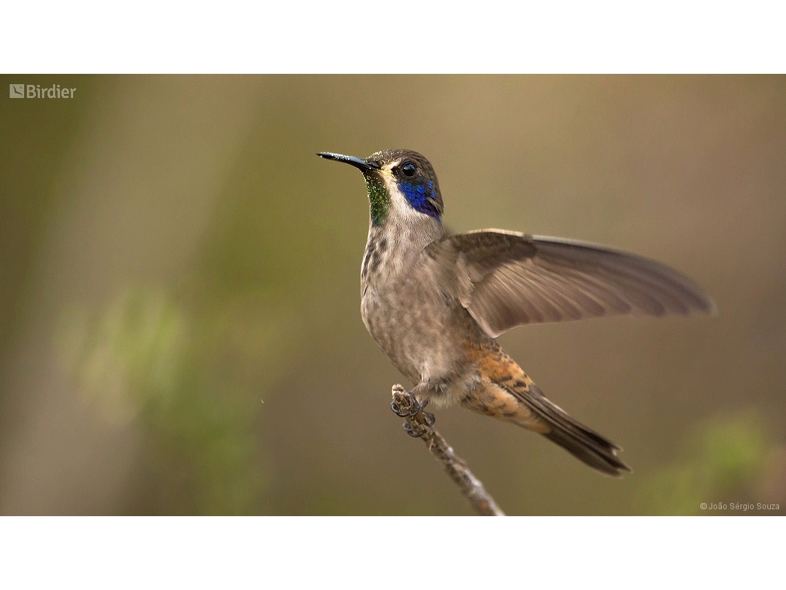 Colibri delphinae