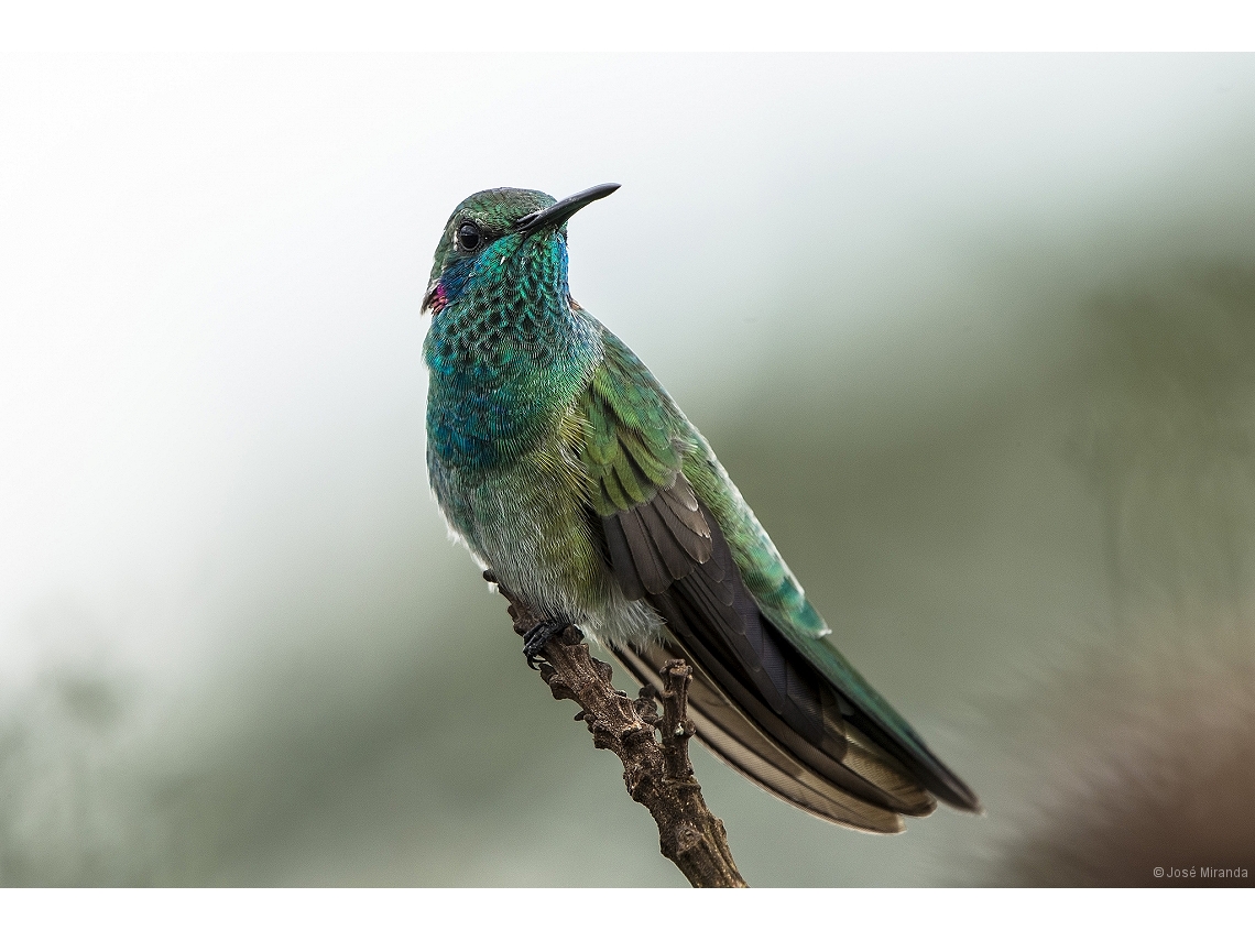 Colibri serrirostris
