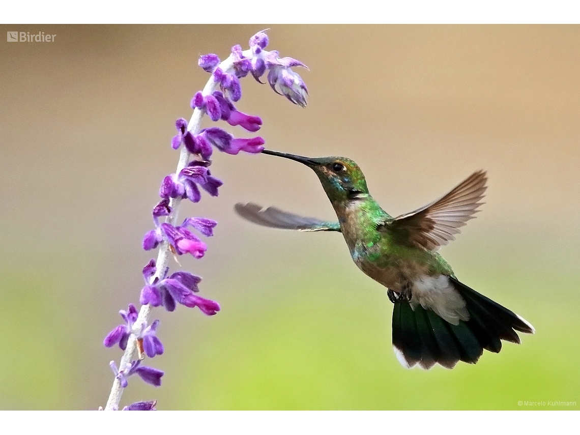 Colibri serrirostris