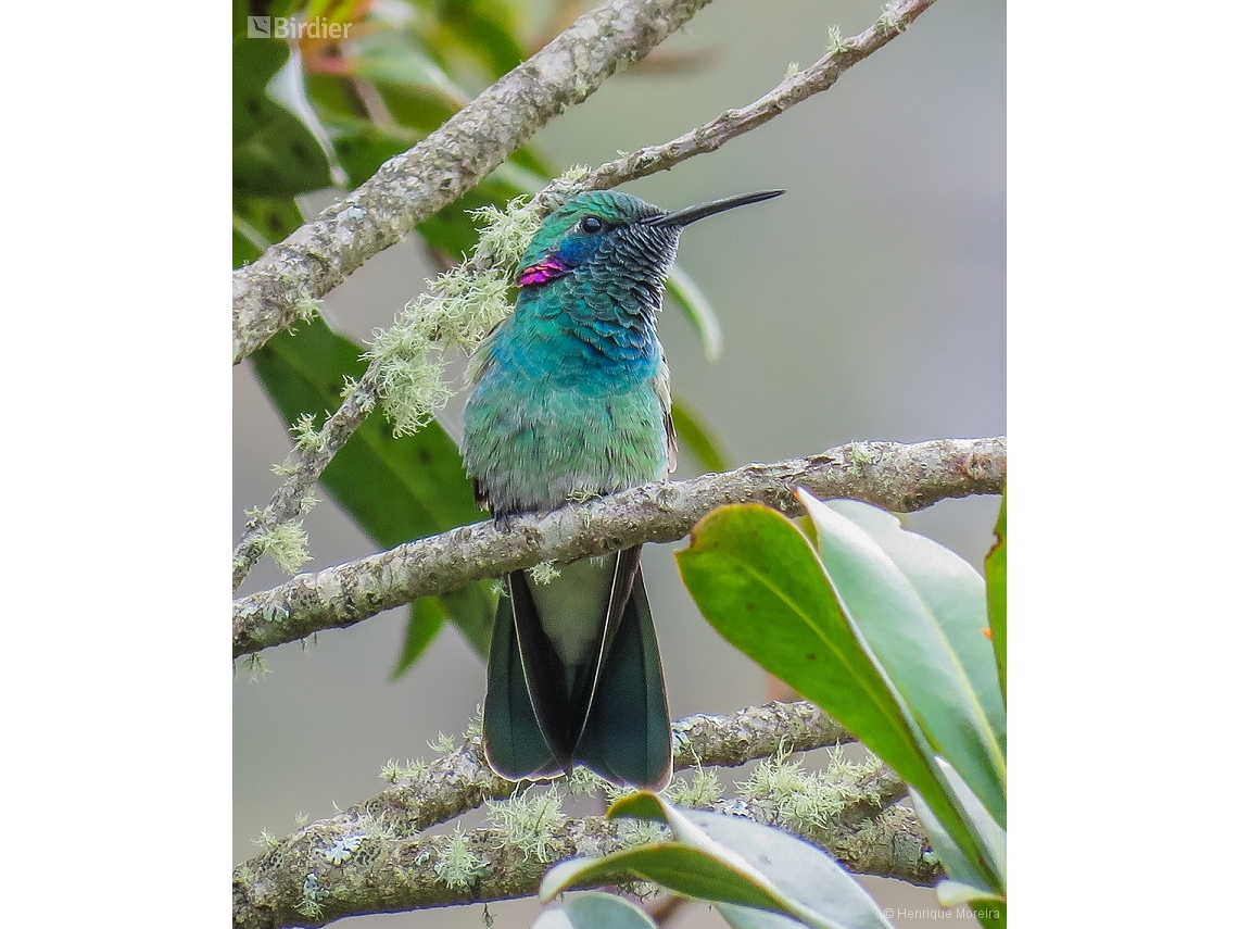 Colibri serrirostris