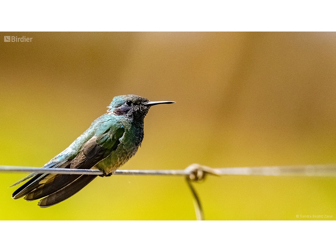 Colibri serrirostris