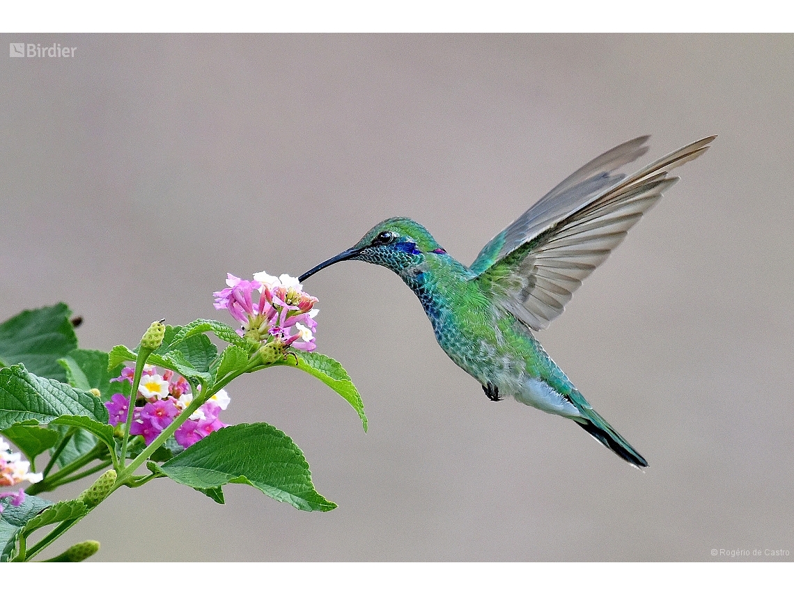Colibri serrirostris