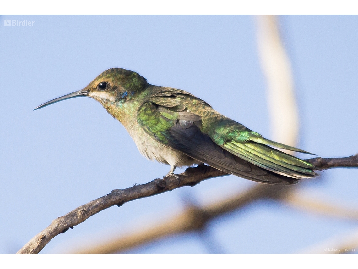 Colibri serrirostris