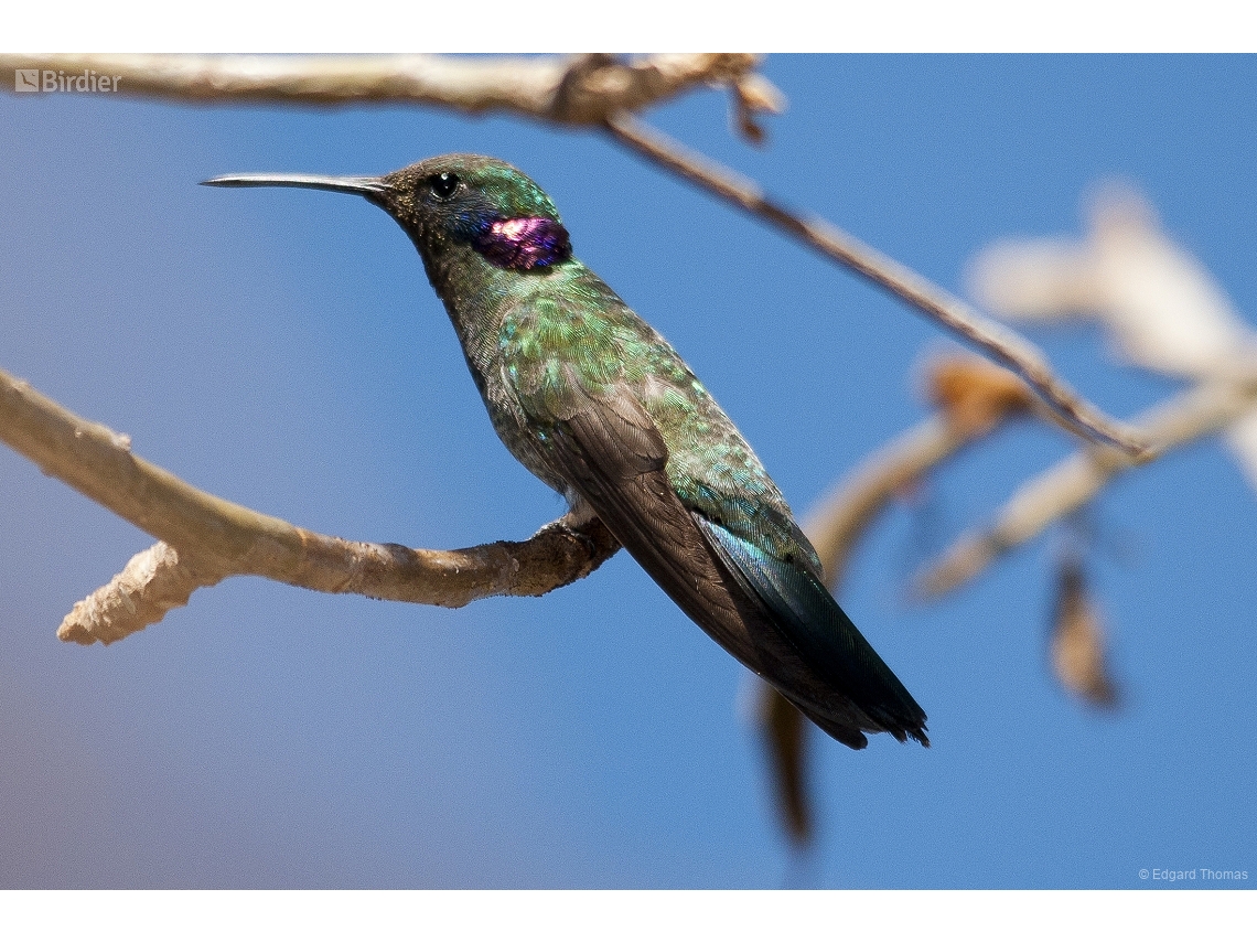 Colibri serrirostris
