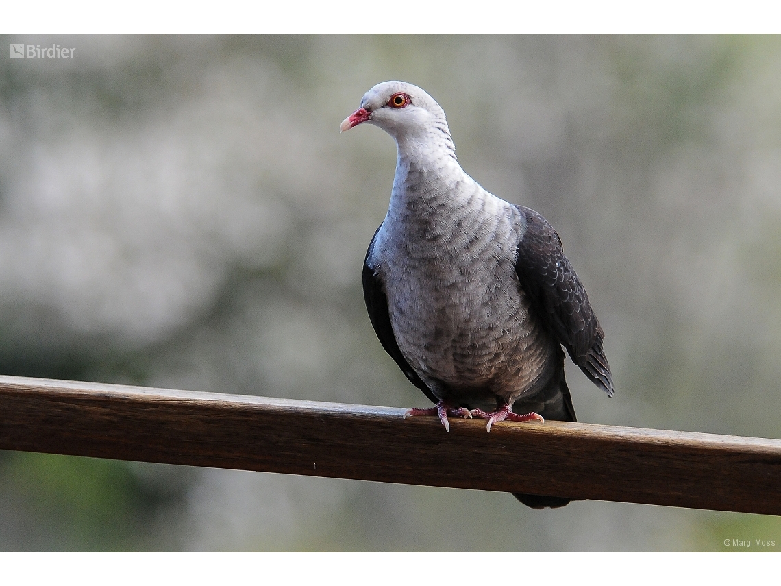 Columba leucomela
