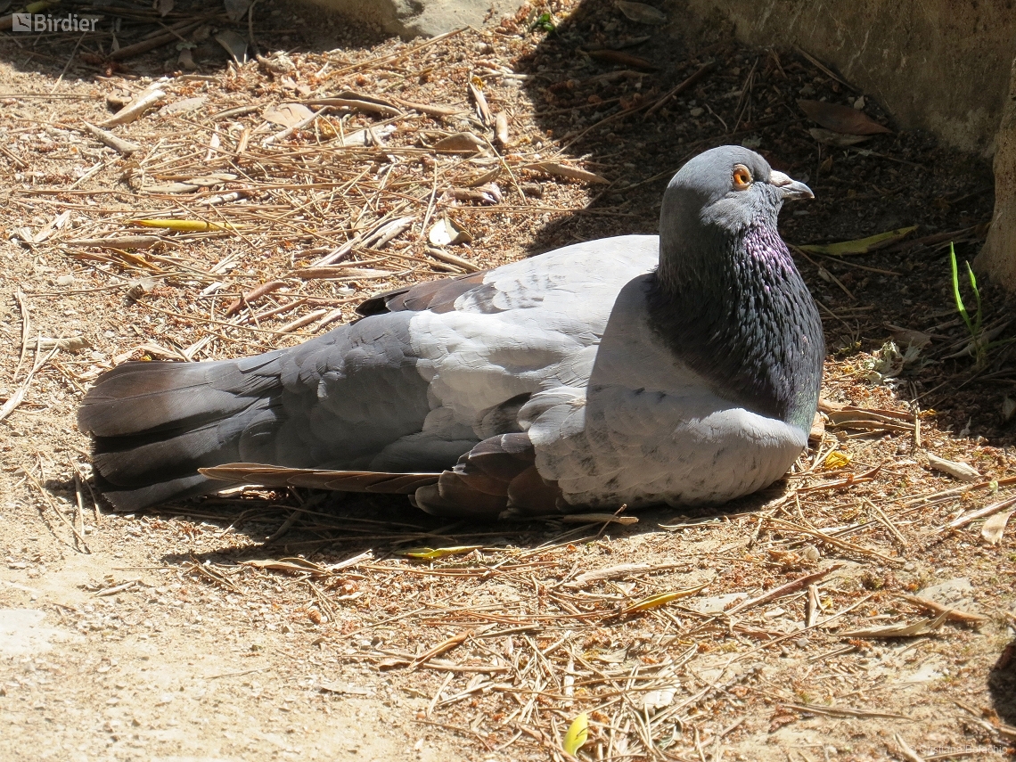 Columba livia