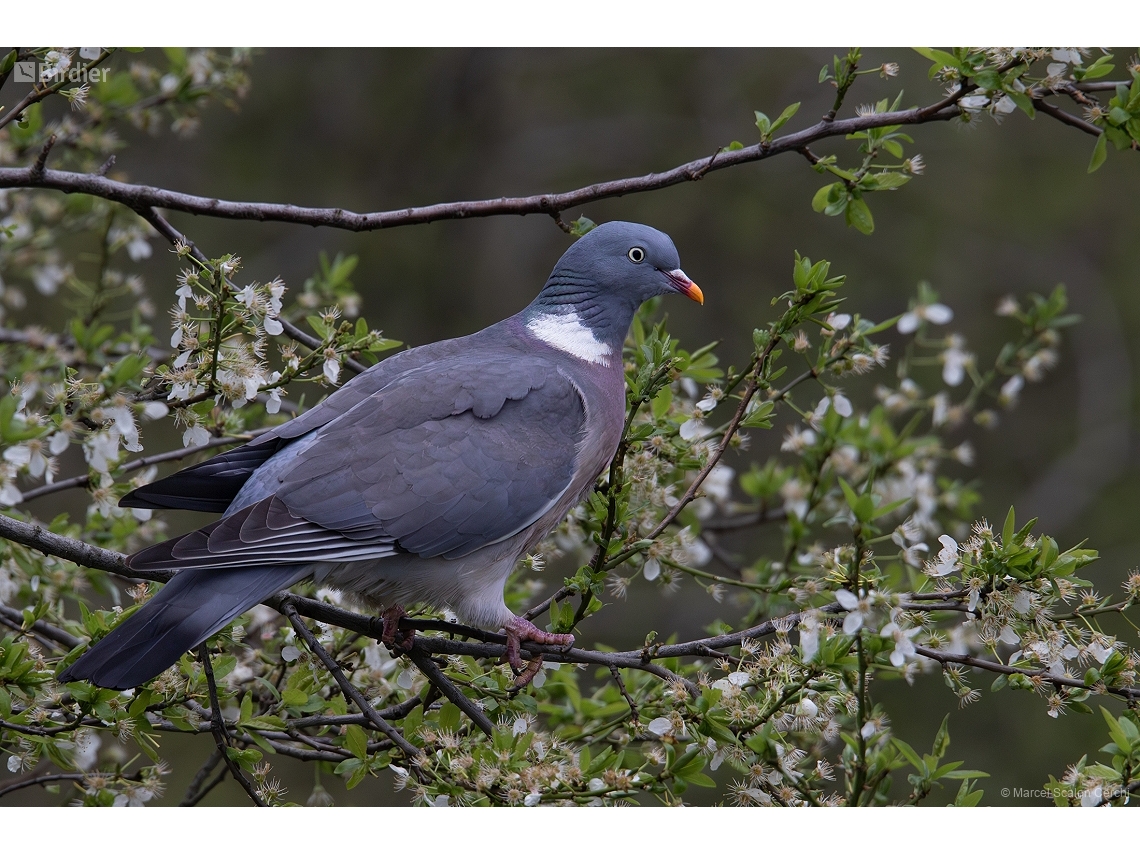 Columba palumbus
