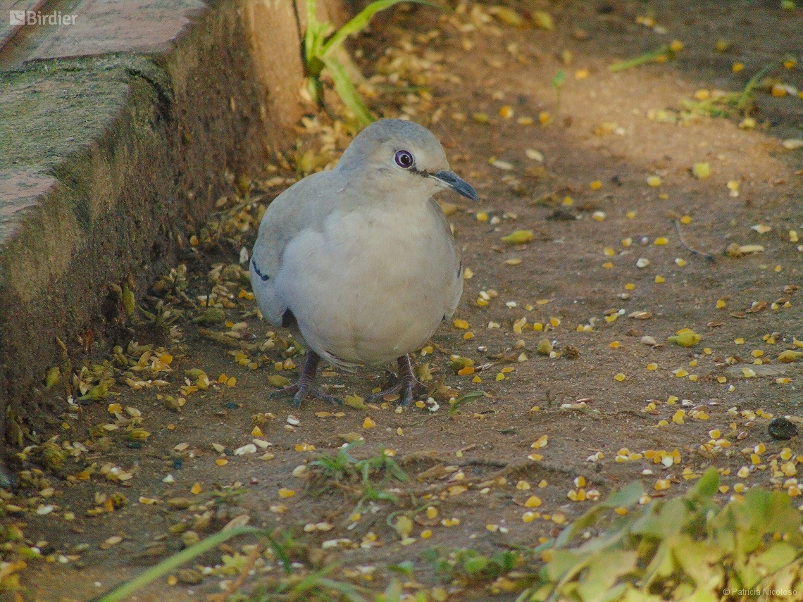 Columbina picui