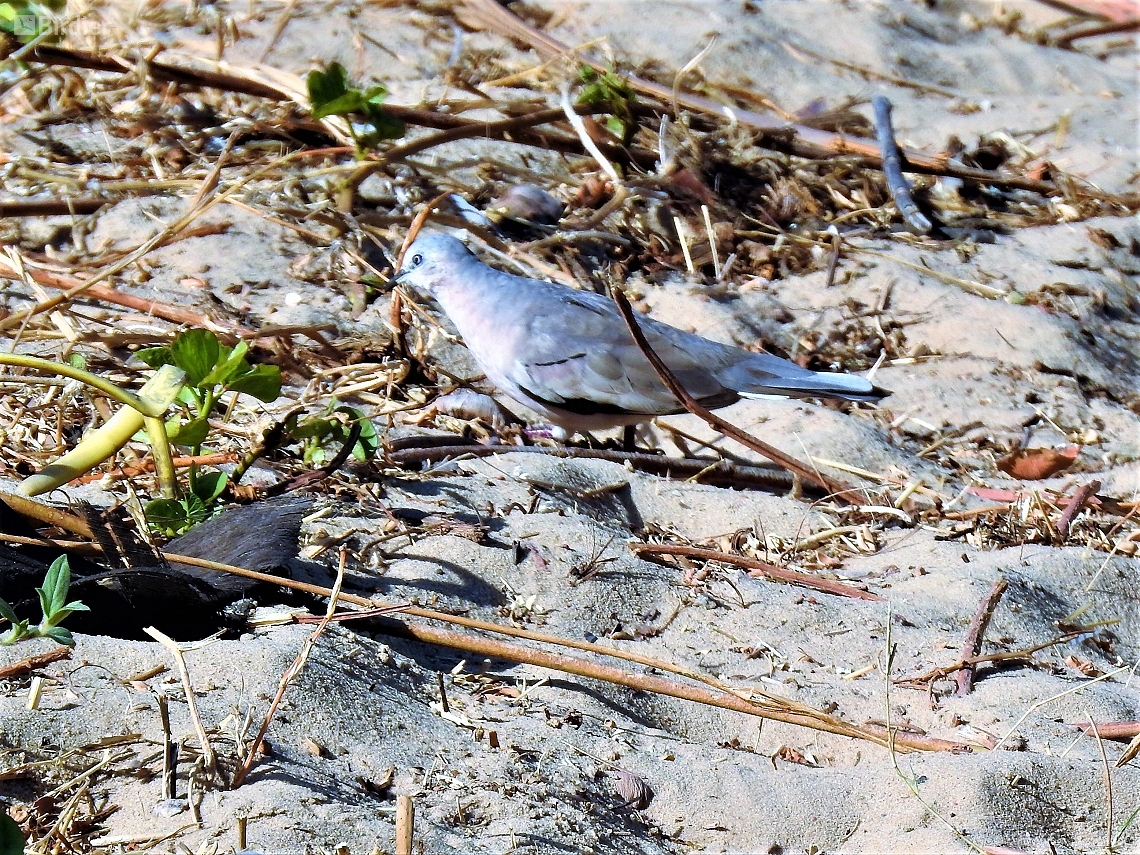 Columbina picui