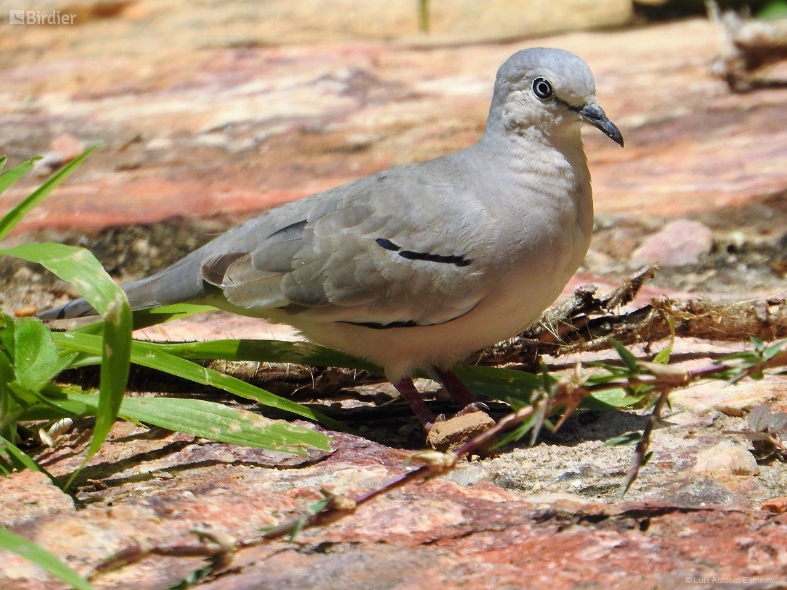 Columbina picui