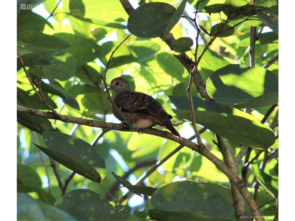 Columbina talpacoti