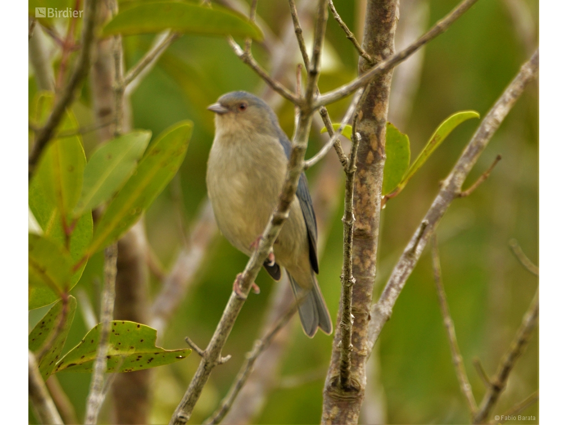 Conirostrum bicolor