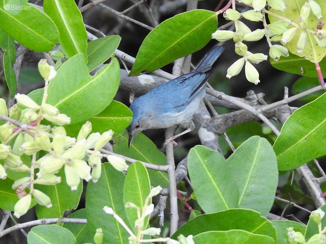 Conirostrum bicolor
