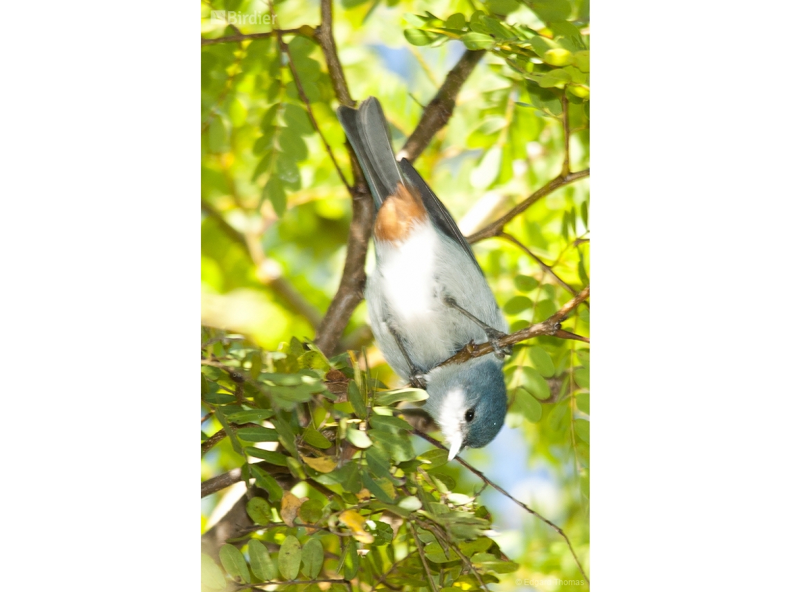 Conirostrum speciosum