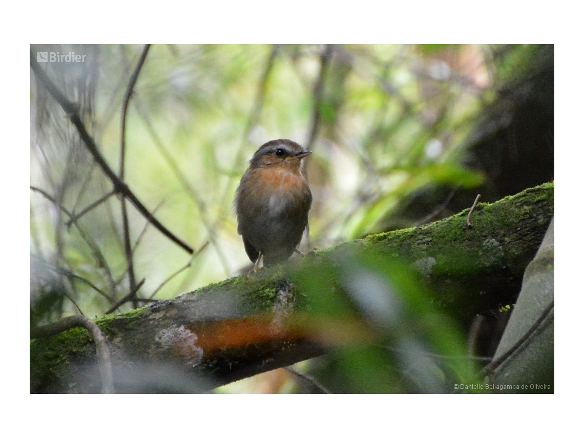Conopophaga lineata